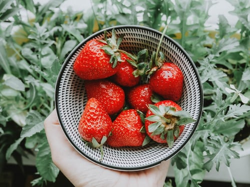 Plantation de fraises