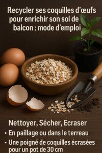 Recycler ses coquilles d’œufs balcon